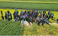 Ganho de produtividade pela pesquisa de cultivares é destaque do 35º Dia de Campo Copacol